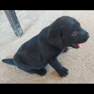 Labrador