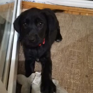 Labrador