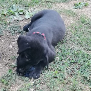 Labrador