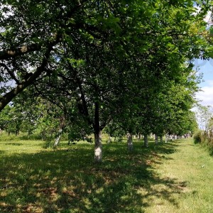 Voćnjak - Erdut