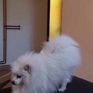 Štenci pomeranskog špica