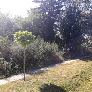 Topolje - zemljište / voćnjak