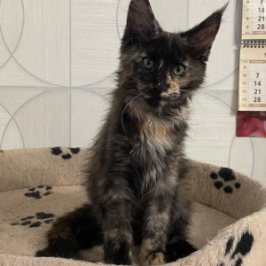 Maine coon mačići