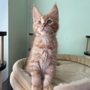 Maine coon mačići
