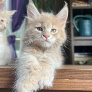 Maine coon mačići