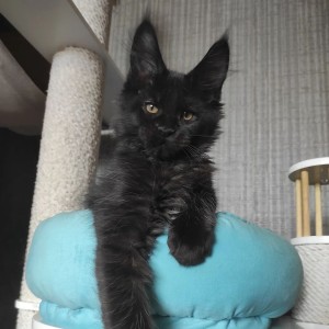 Maine coon mačići