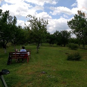 Voćnjak - Erdut