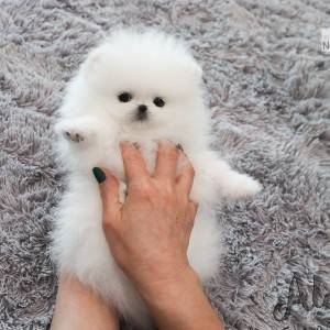 Pomeranci boo
