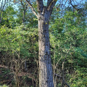 Orah - trupac oraha
