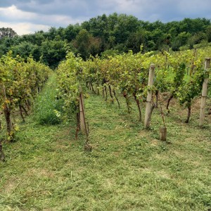 Vinograd,Pleterničko vinogorje