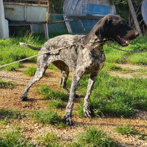 njemački kratkodlaki ptičar - dina