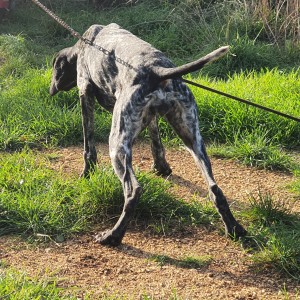 njemački kratkodlaki ptičar - dina