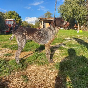 njemački oštrodlaki ptičar - ana