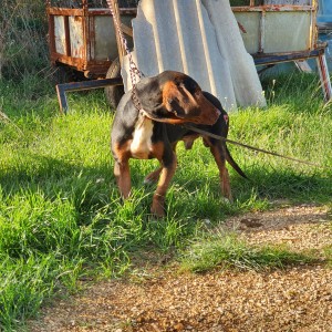 Gonič - svinjar