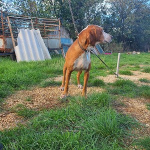 Posavski gonič - ZEUS