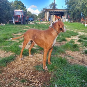 Posavski gonič - ZEUS