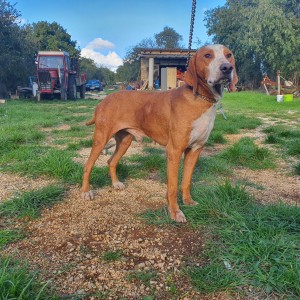 Posavski gonič - ZEUS