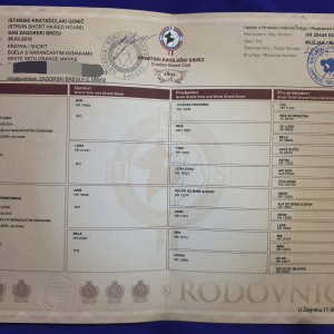 istarski kratkodlaki gonič - sab