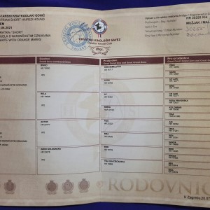 istarski kratkodlaki gonič - SEM