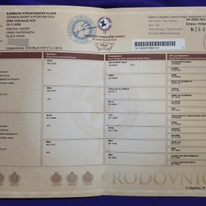 njemački kratkodlaki ptičar - dina