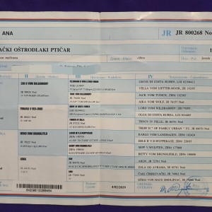 njemački oštrodlaki ptičar - ana