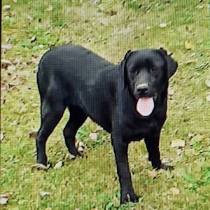 Labrador