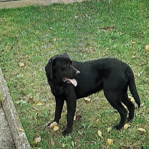Labrador