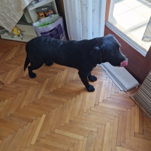 Labrador
