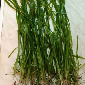 Akvarijsko bilje, valisneria i rogolist visine do 40 cm