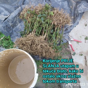 KUPINE - dvogodišnje - Navaho (bogato ukorijenje)