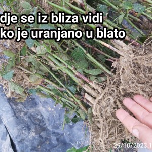 KUPINE - dvogodišnje - Navaho (bogato ukorijenje)
