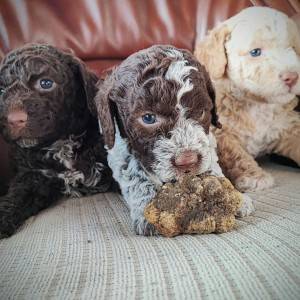 podaja štenaca LAGOTTO ROMAGNOLO