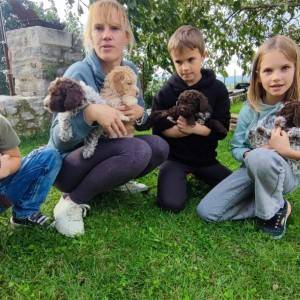 podaja štenaca LAGOTTO ROMAGNOLO