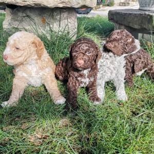 podaja štenaca LAGOTTO ROMAGNOLO