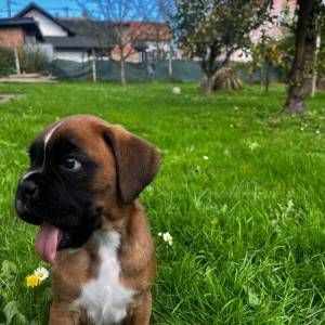 Boxer štene pas