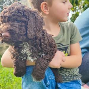 podaja štenaca LAGOTTO ROMAGNOLO