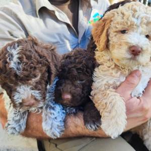 podaja štenaca LAGOTTO ROMAGNOLO