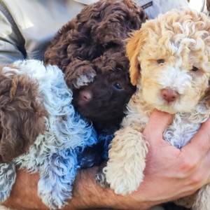 podaja štenaca LAGOTTO ROMAGNOLO