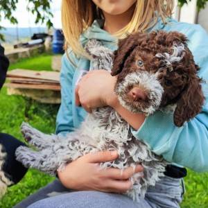 podaja štenaca LAGOTTO ROMAGNOLO