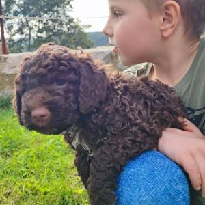 podaja štenaca LAGOTTO ROMAGNOLO