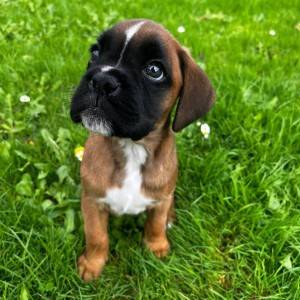 Boxer štene pas