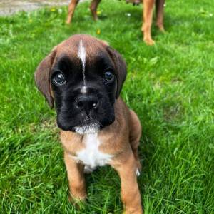 Boxer štene pas