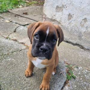 Boxer štene pas