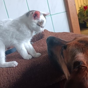 Maca trazi topli dom