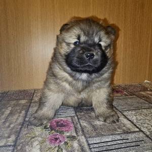 Chow chow štenci
