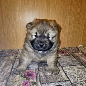 Chow chow štenci