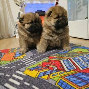 Chow chow štenci