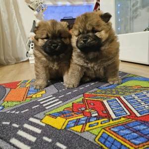 Chow chow štenci
