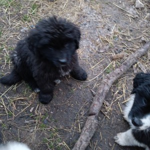 Newfoundland