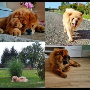Chow chow štenci